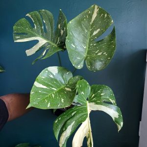 Monstera Thai Constellation