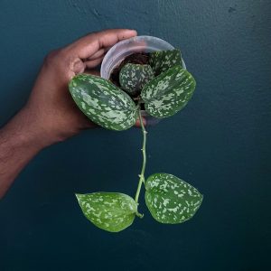 Scindapsus Snake Scale