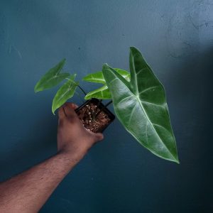 Alocasia Longiloba