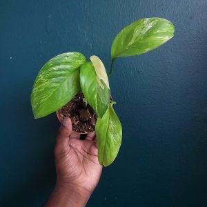 Monstera Lechleriana var