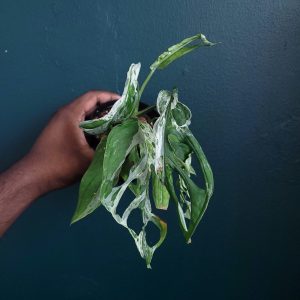 Monstera Adansonii Indo Mint
