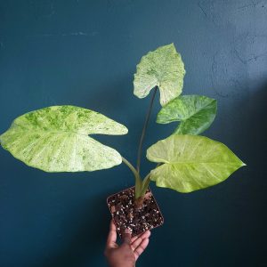 Alocasia Odora Batik
