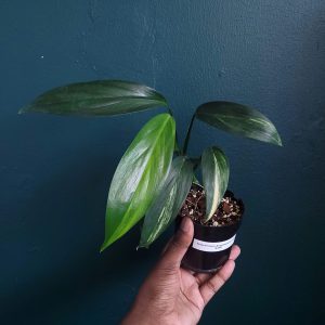 Epipremnum Amplissimum var.