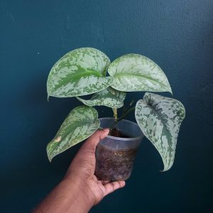 Scindapsus Sp.