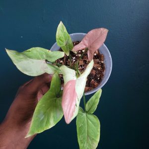 Syngonium Pink Salmon