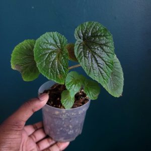 Begonia Sp.
