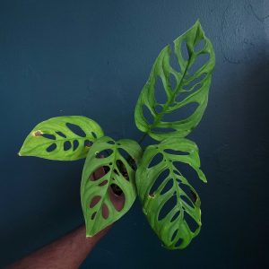 Monstera Esquileto