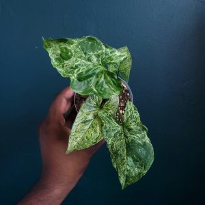Syngonium Mojito
