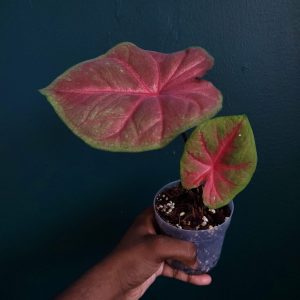 Caladium Sp.