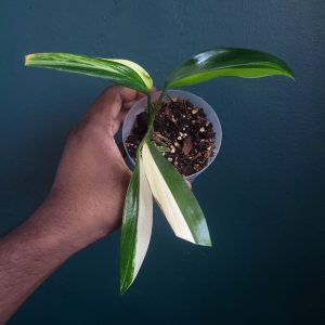 Epipremnum Amplissimum Var B
