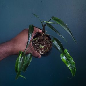 Syngonium Lance Leaf