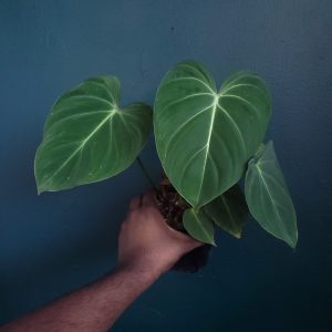 Philodendron Gloriosum