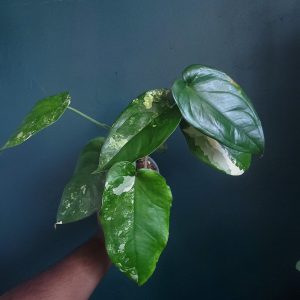 Syngonium Chiapense Var.