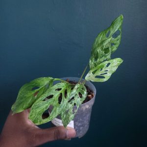 Monstera Adansonii Mottle