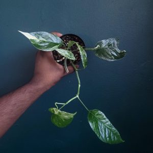 Epipremnum Albo
