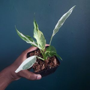Spathiphyllum Var.
