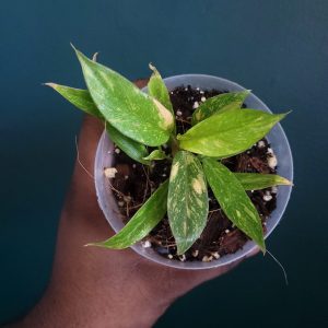 Philodendron Ring Of Fire