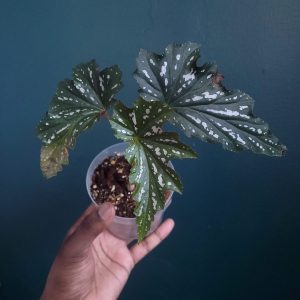 Begonia Sp.