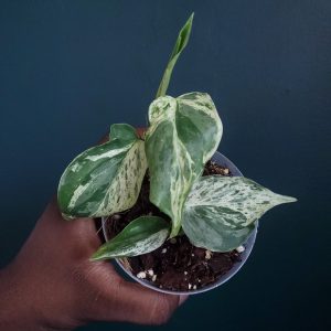 Philodendron Hederaceum Variegated