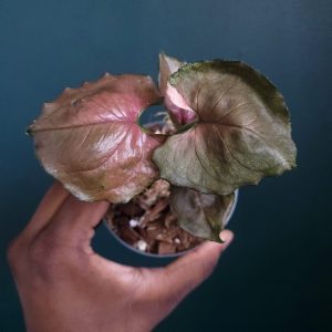 Syngonium Strawberry Ice