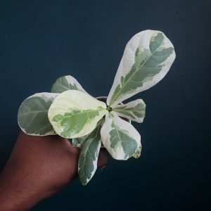 Fiddle Leaf Fig Var.