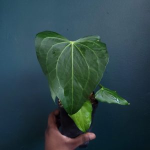 Anthurium Delta Force