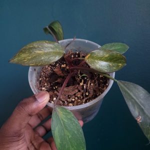 Philodendron Orange Princess