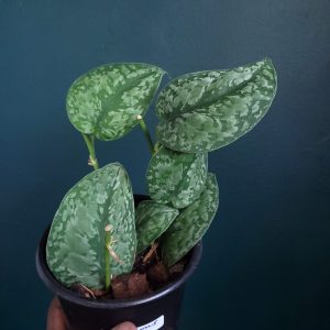 Scindapsus Sp.
