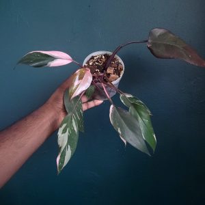 Philodendron Pink Princess
