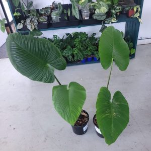 Homalomena Sp. Reverted