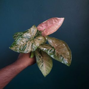 Syngonium Sp.