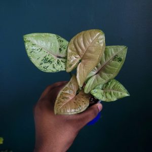 Syngonium Sp.