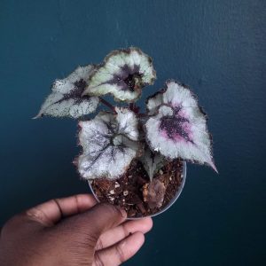 Begonia Sp.
