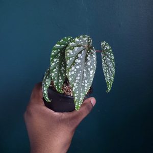 Begonia Sp.