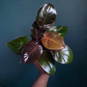 Philodendron Red Heart
