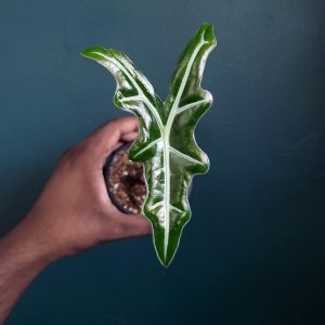 Alocasia Nobilis