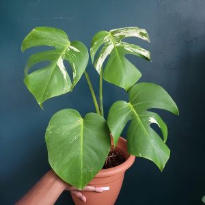 Monstera Albo