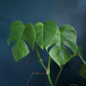 Monstera Green On Green